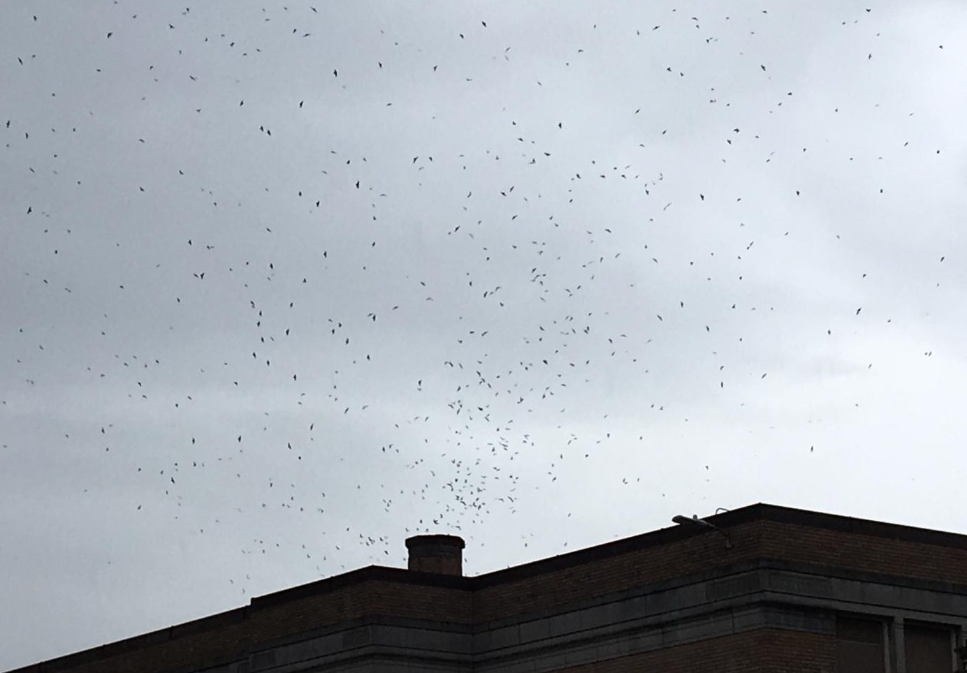 The Swifts migrate to Mexico and Central America. There are about 1.5 million Swifts migrating.