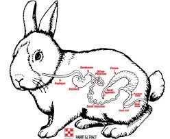 Rabbit Owners Beware: GI Stasis Can Cause A Quick Death