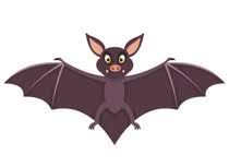 Misconceptions of Bats