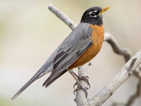 Critter Corner: Robin